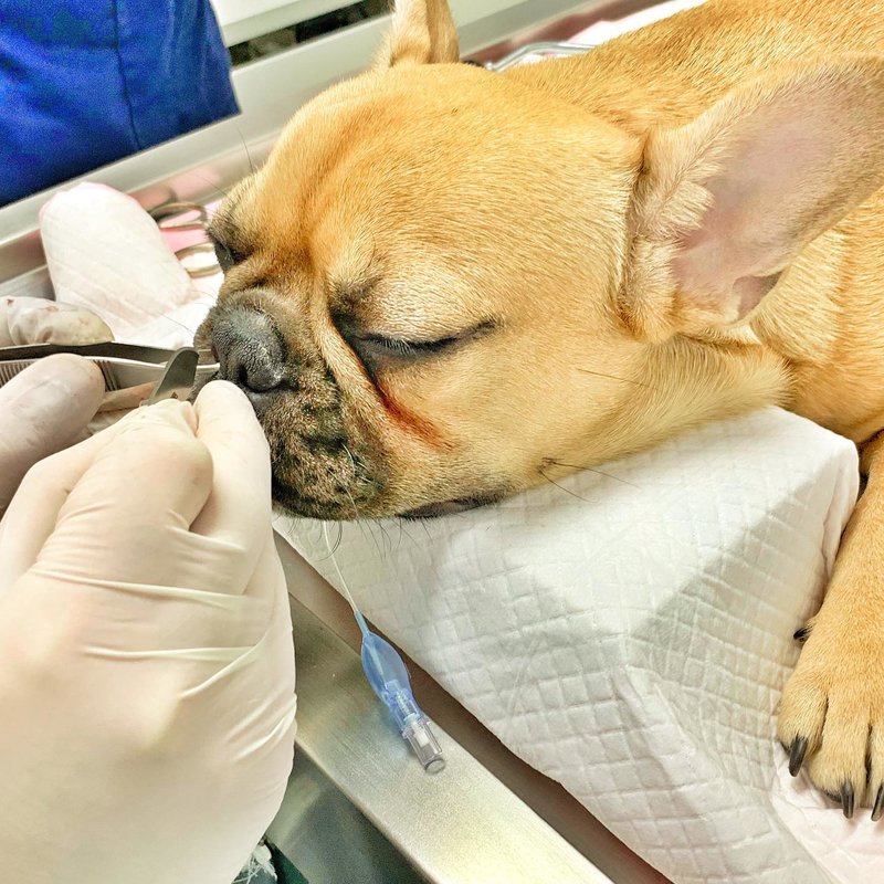 Day Vet - Cabinet Veterinar